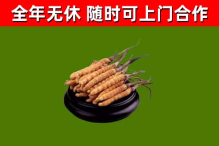 大石桥市烟酒回收冬虫夏草.jpg